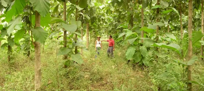 Two people talking between rows of tall young trees with large green leaves.